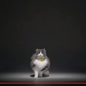INCROYABLE : ce COLLIER qui TRADUIT votre CHAT !