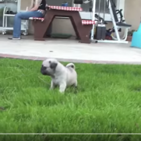 VIDÉO : les PREMIERS PAS de CES bébés CARLINS vont vous FAIRE CRAQUER !