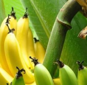 6 ASTUCES DINGUES avec des PEAUX de BANANES !