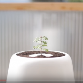 RÉINCARNEZ vos PROCHES DÉCÉDÉS en ARBRE !
