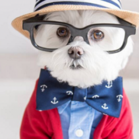 Découvrez TOBY, le CHIEN HIPSTER