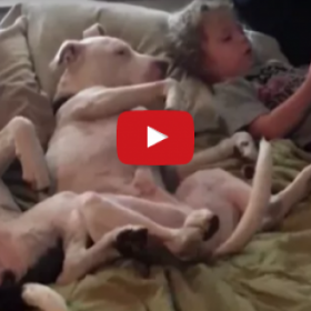 VIDÉO : cet ENFANT ENDORT ses CHIENS grâce à ce TRUC !