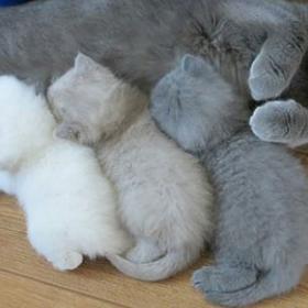Besoin de TENDRESSE - la THERAPIE du CHATON !