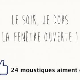 Mot de moustique
