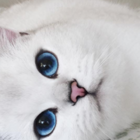 On a peut-être trouvé le CHAT LE PLUS CHOU DU MONDE