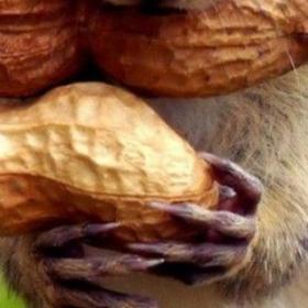 CRUNCH EFFECT : une astuce pour MANGER MOINS