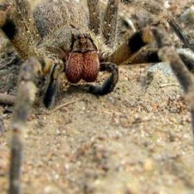 Cette ARAIGNÉE provoque des ÉRECTIONS LONGUE DURÉE !