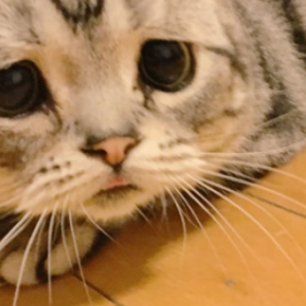 Luhu, ou le CHAT le plus TRISTE du MONDE