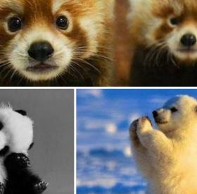 TEST FOU : quel OURS êtes-vous ?!