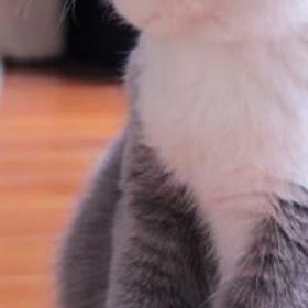 ETUDE : votre CHAT vous PARLE