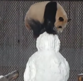 Le BUZZ GÉANT : le PANDA et son BONHOMME de NEIGE !!!