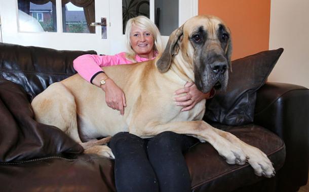 PRESLEY, le CHIEN GÉANT aussi PEUREUX que SCOOBY-DOO