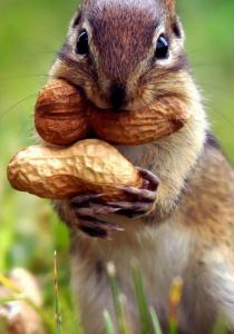 CRUNCH EFFECT : une astuce pour MANGER MOINS