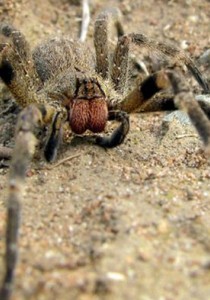 Cette ARAIGNÉE provoque des ÉRECTIONS LONGUE DURÉE !