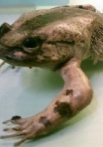 Les ANIMAUX aux SUPERPOUVOIRS : La GRENOUILLE poilue