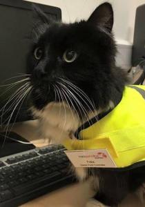 FELIX, le chat qui BOSSE pour une gare a eu une PROMOTION bien méritée