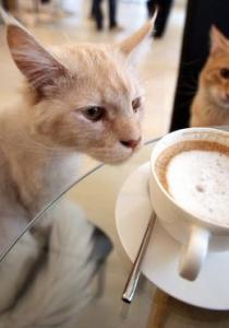 OUBLIEZ le bar à CHATS, on a trouvé MIEUX !