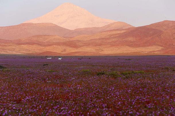 REGARDEZ ce qui se passe quand IL PLEUT dans ce DESERT