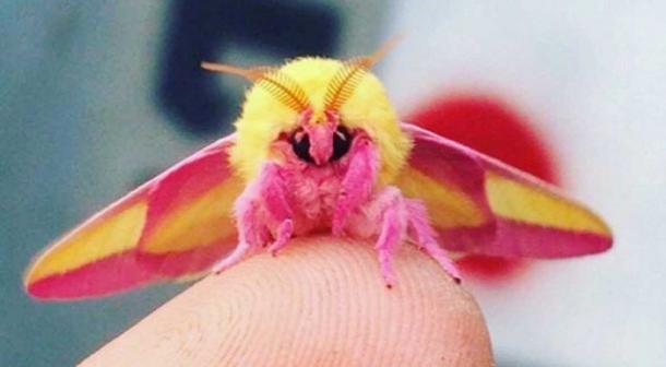 Un INSECTE ULTRA MIGNON, c'est POSSIBLE !