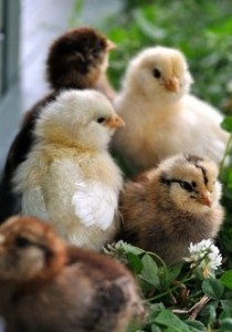 POUSSINS BROYÉS : la fin ?