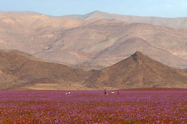 REGARDEZ ce qui se passe quand IL PLEUT dans ce DESERT