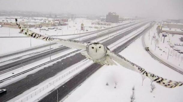 Regardez cette image SPECTACULAIRE d'une CHOUETTE des neiges prise par une caméra de surveillance routière