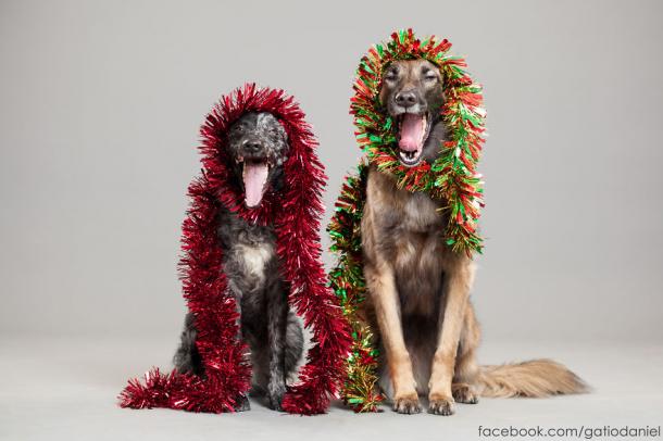 PHOTOS : les TOUTOUS en mode NOËL