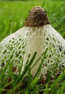 On a trouvé un CHAMPIGNON qui provoque un ORGASME instantané !