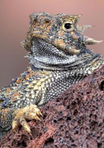 Les ANIMAUX aux SUPERPOUVOIRS : Le LEZARD à CORNES