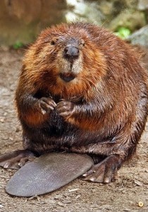 La GLANDE ANALE du CASTOR est utilisé pour votre PARFUM !