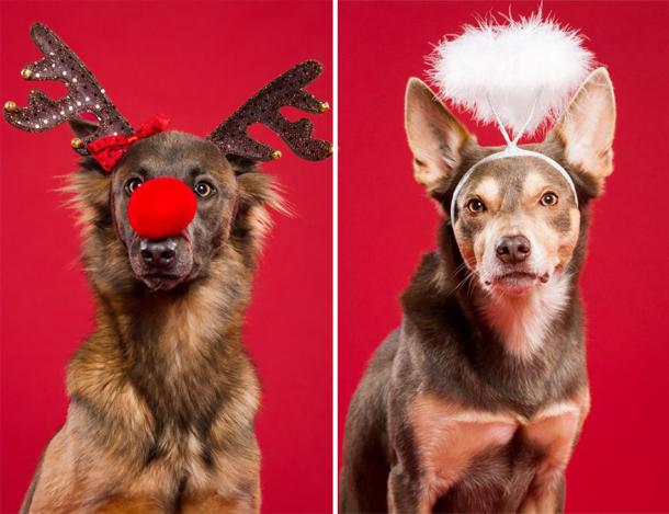 PHOTOS : les TOUTOUS en mode NOËL