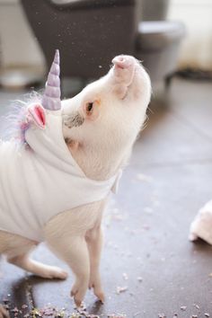 HAMLET le MINI COCHON qui affole le web !