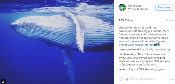 Ce PLONGEUR fait un SELFIE avec... UNE BALEINE !!!