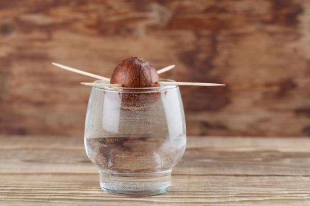 COMMENT faire pousser un AVOCATIER 