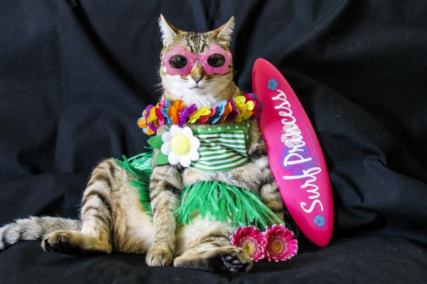 1001 façons d'habiller votre CHAT !