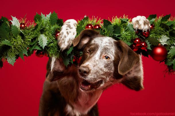 PHOTOS : les TOUTOUS en mode NOËL