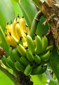 6 ASTUCES DINGUES avec des PEAUX de BANANES !