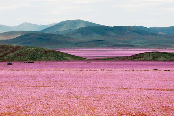 REGARDEZ ce qui se passe quand IL PLEUT dans ce DESERT