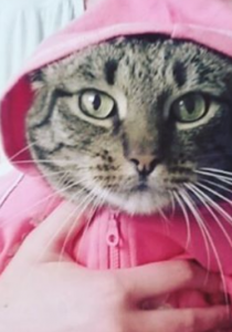 ATTENTION, vous élevez votre BÉBÉ comme votre CHAT !