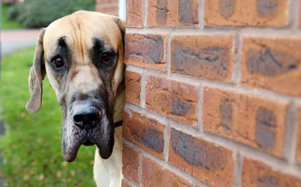 PRESLEY, le CHIEN GÉANT aussi PEUREUX que SCOOBY-DOO