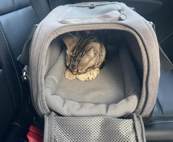Partir en vacances avec son chat : sécurité oui, prise de tête non !