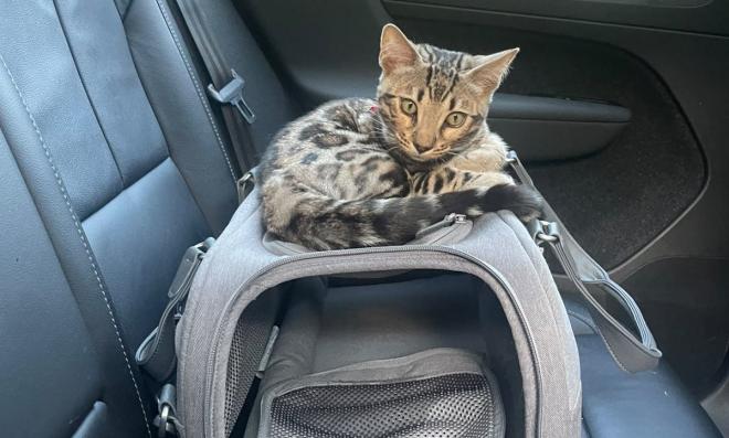 Partir en vacances avec son chat : sécurité oui, prise de tête non !