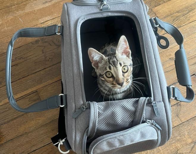 Partir en vacances avec son chat : sécurité oui, prise de tête non !