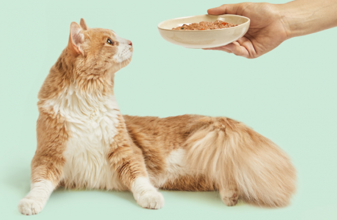 5 bonnes raisons de passer à la food saine et responsable pour notre chat