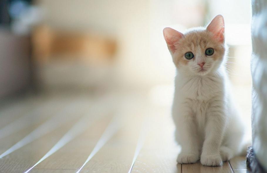 Chat : 5 bonnes raisons de passer à la food saine et responsable