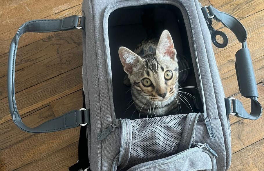 Partir en vacances avec son chat : sécurité oui, prise de tête non !